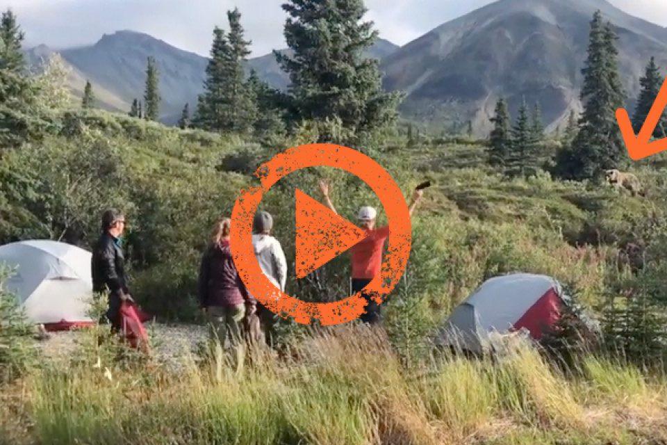 Alaska Bear Encounter 2019